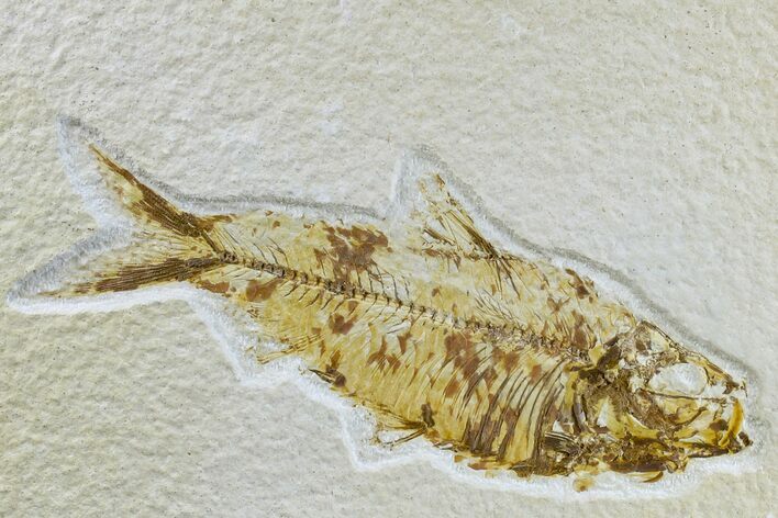 Detailed Fossil Fish (Knightia) - Wyoming #165802